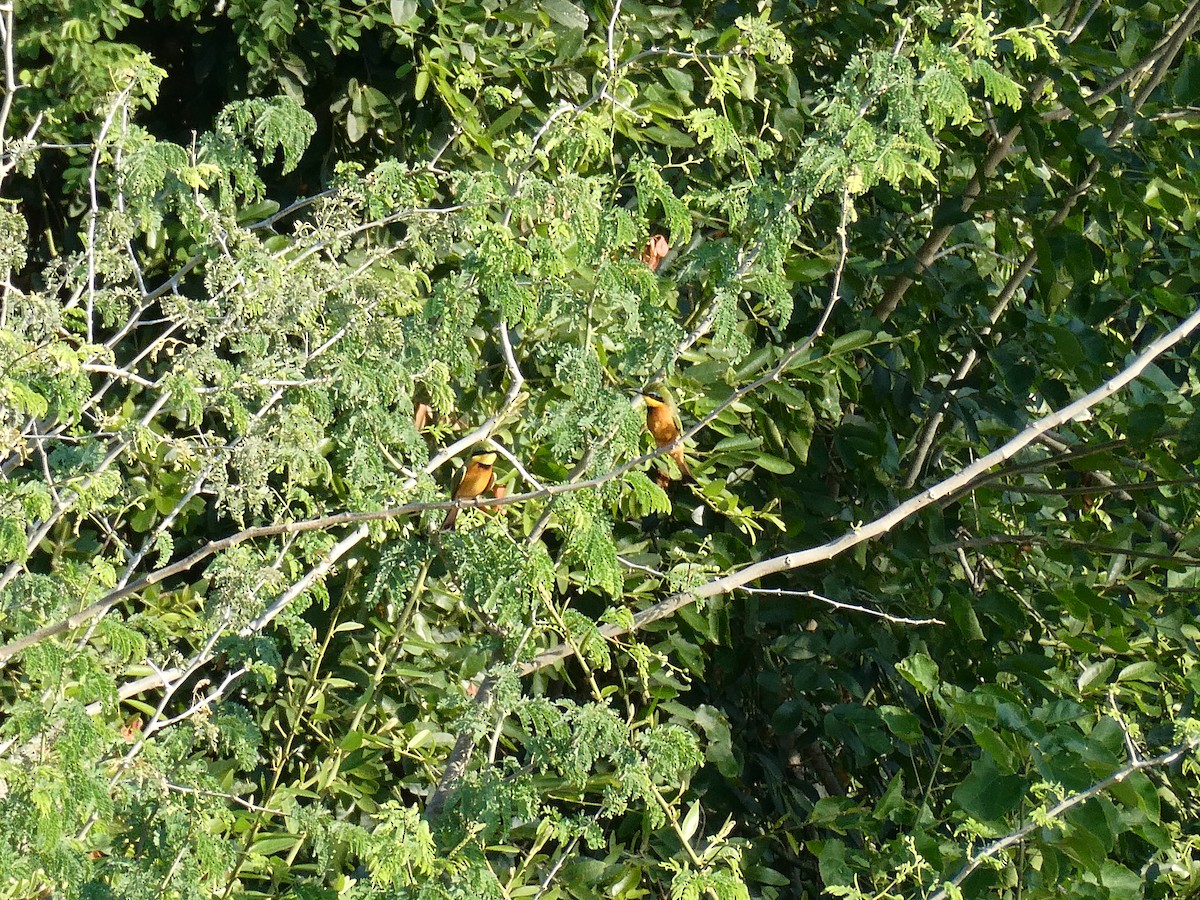 Guêpier nain - ML643231848