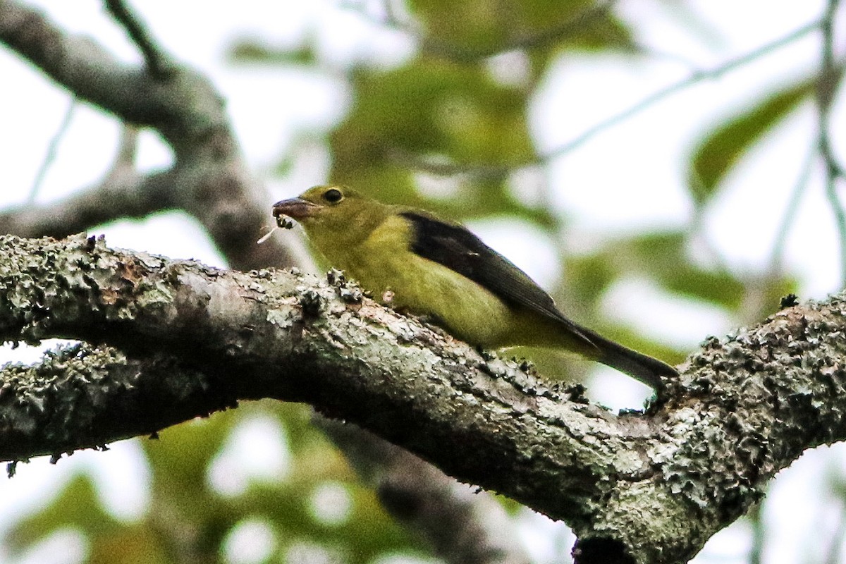 Scarlet Tanager - ML643231889