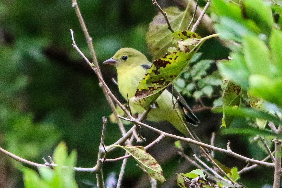 Scarlet Tanager - ML643231890