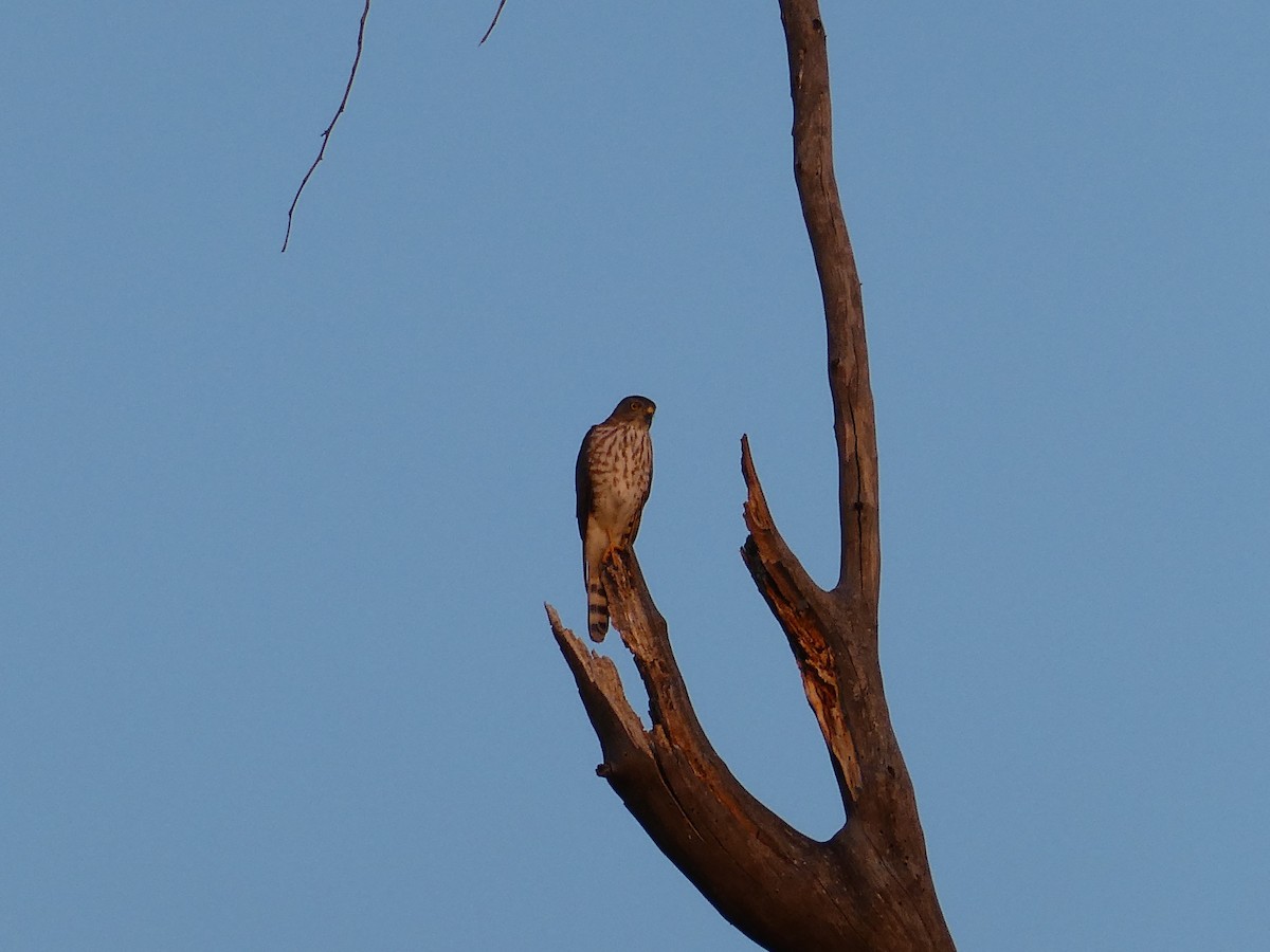 Épervier minule - ML643231892