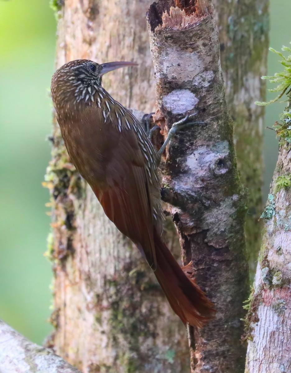 Montane Woodcreeper - ML643231894