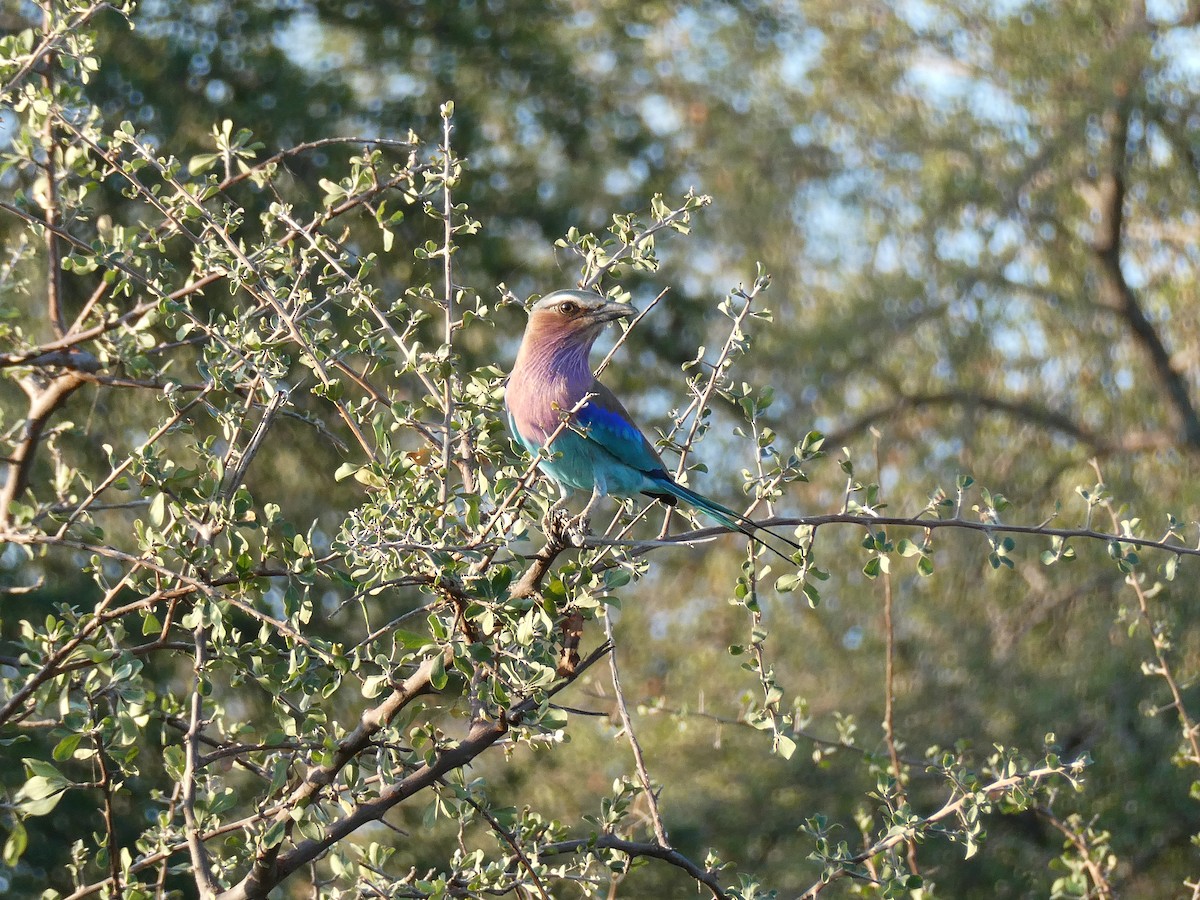 Rollier à longs brins - ML643231898