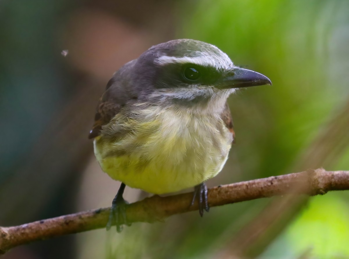 Golden-bellied Flycatcher - ML643231902