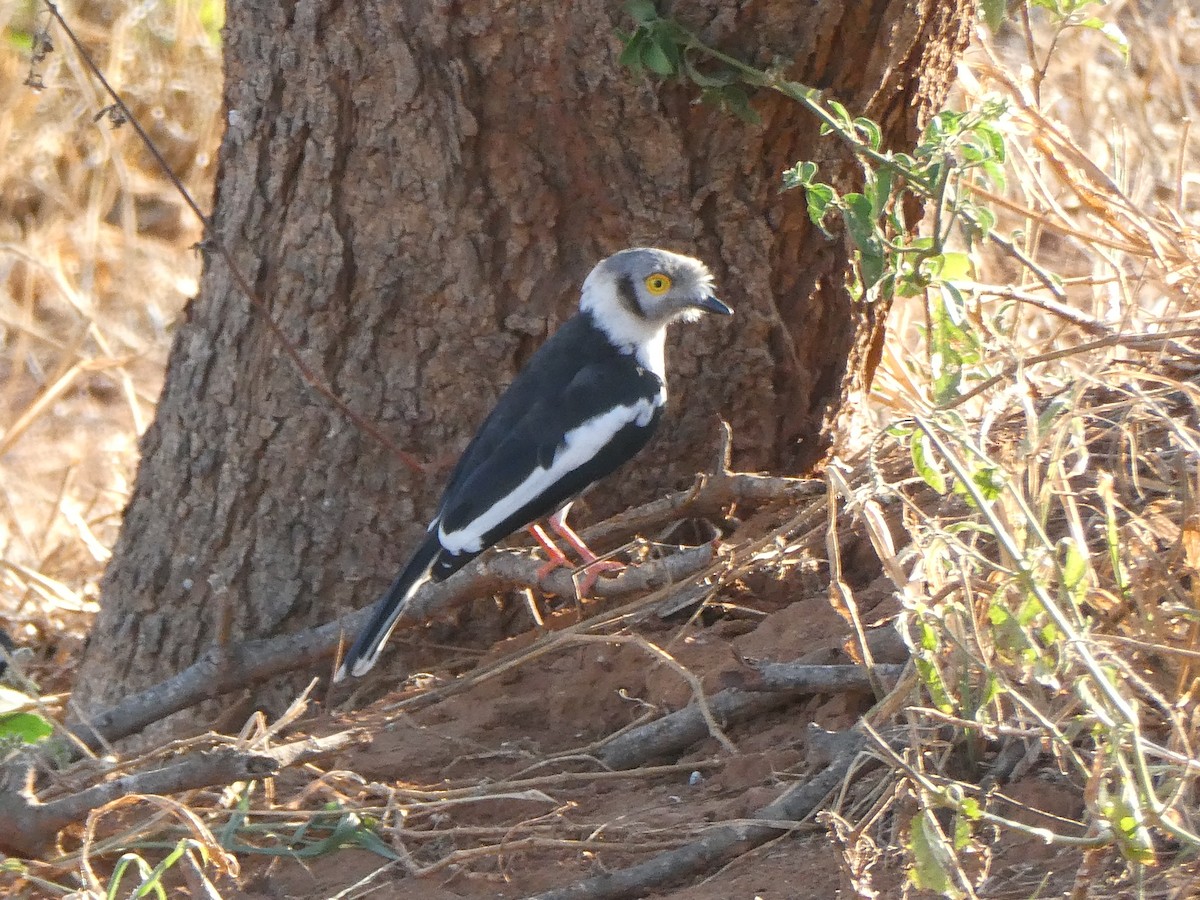 Bagadais casqué - ML643231909