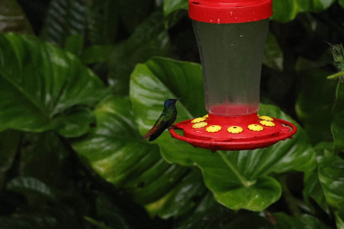 Golden-tailed Sapphire - ML643231919