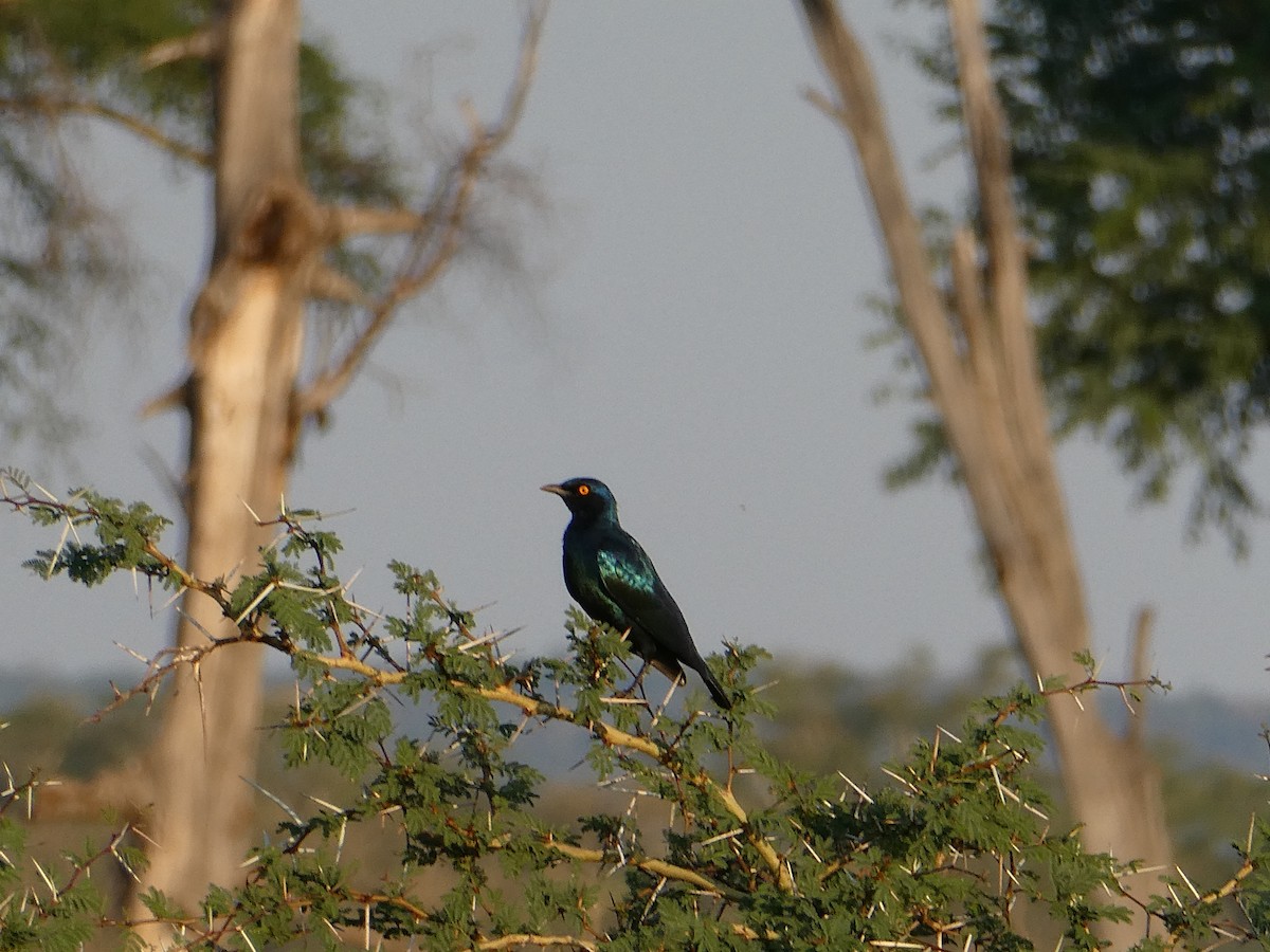 Greater Blue-eared Starling - ML643231924