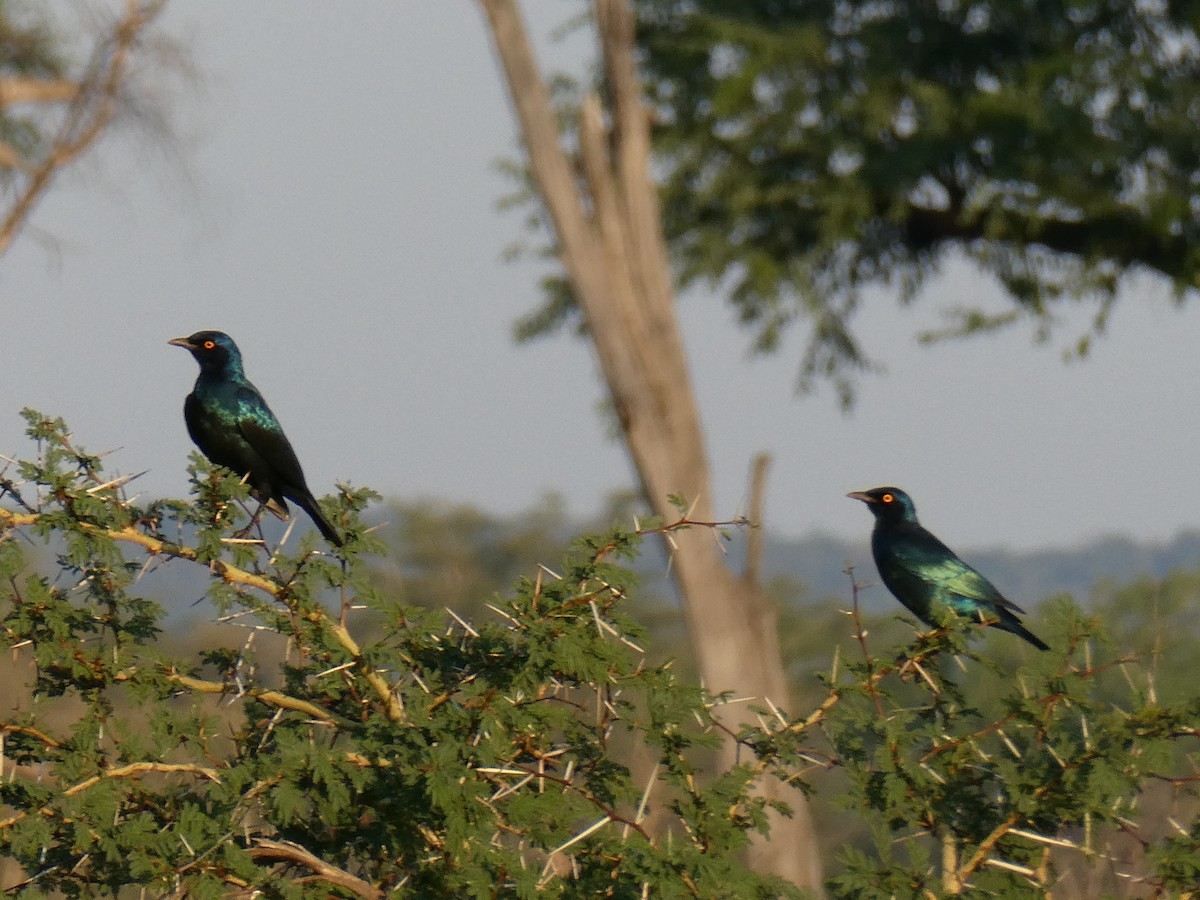 Greater Blue-eared Starling - ML643231926
