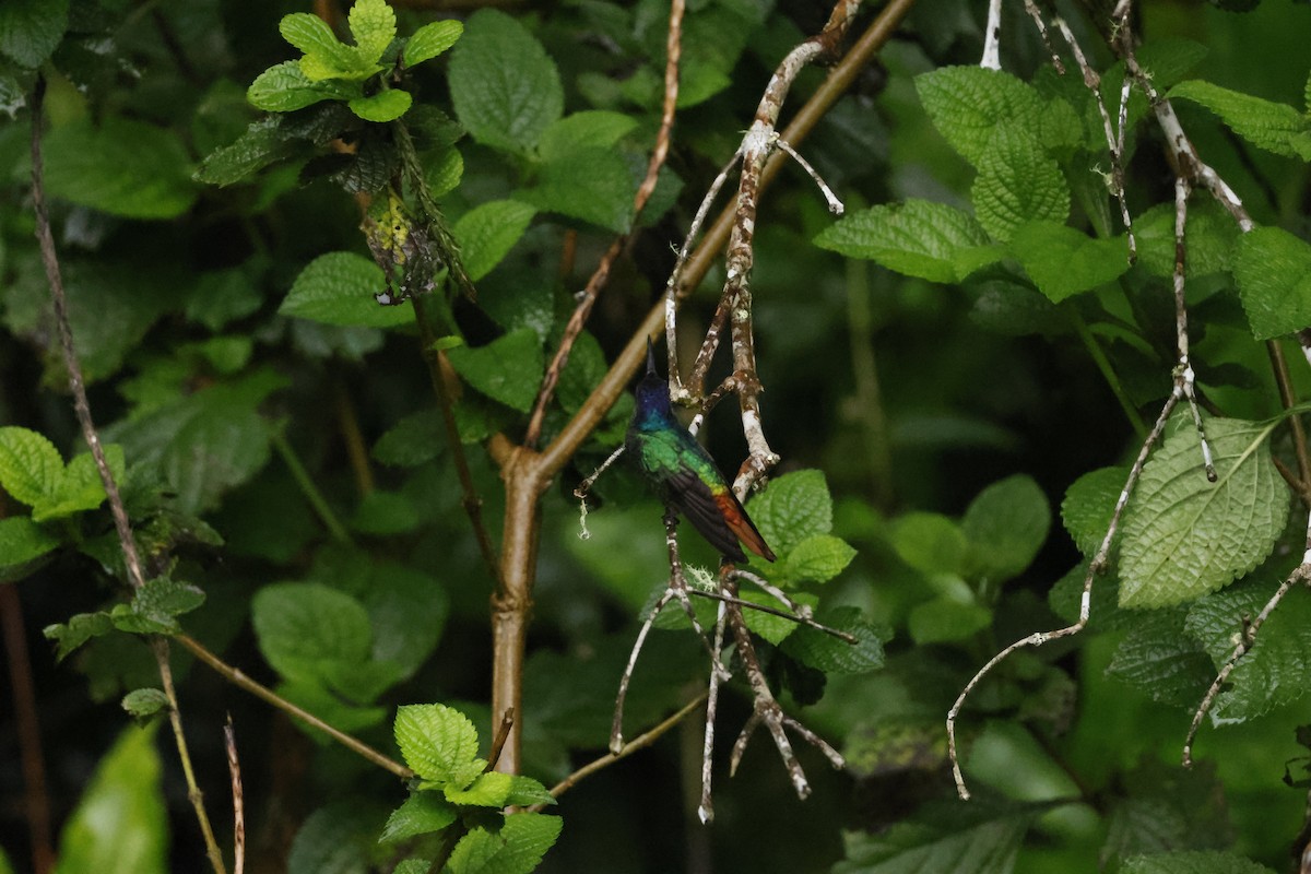 Golden-tailed Sapphire - ML643231931