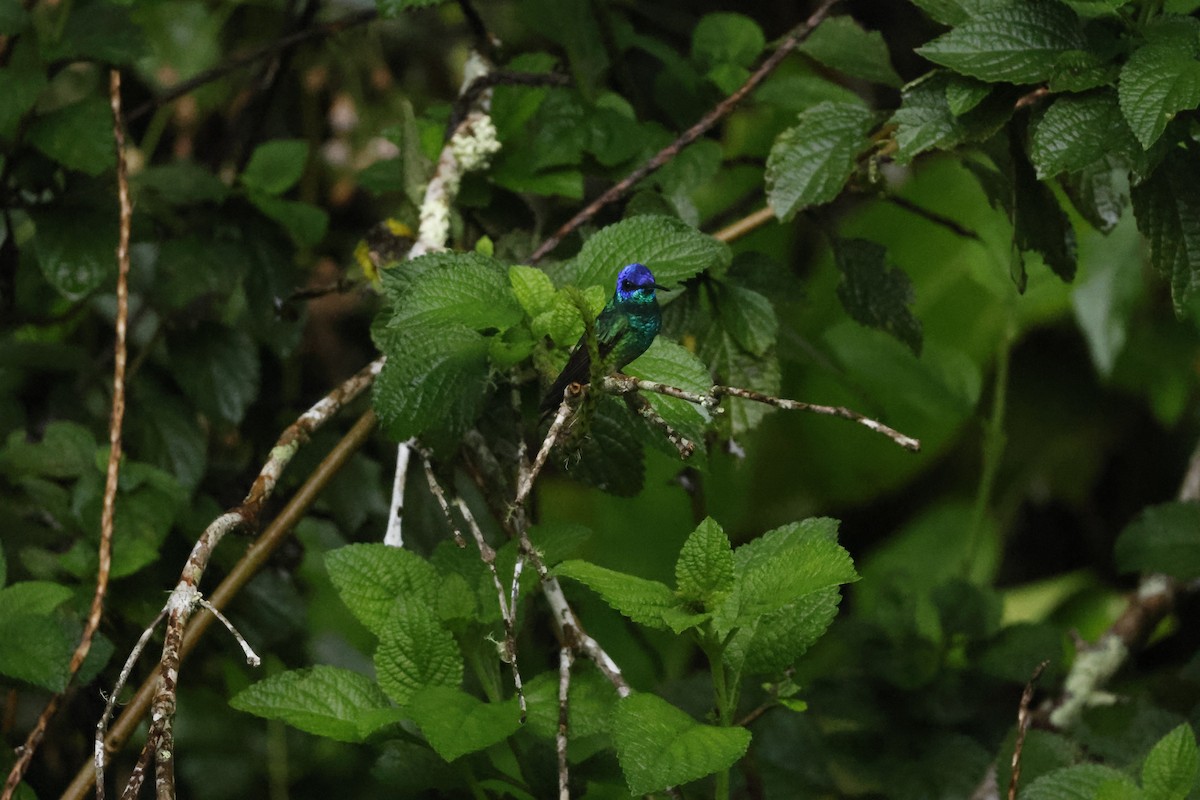 Golden-tailed Sapphire - ML643231934