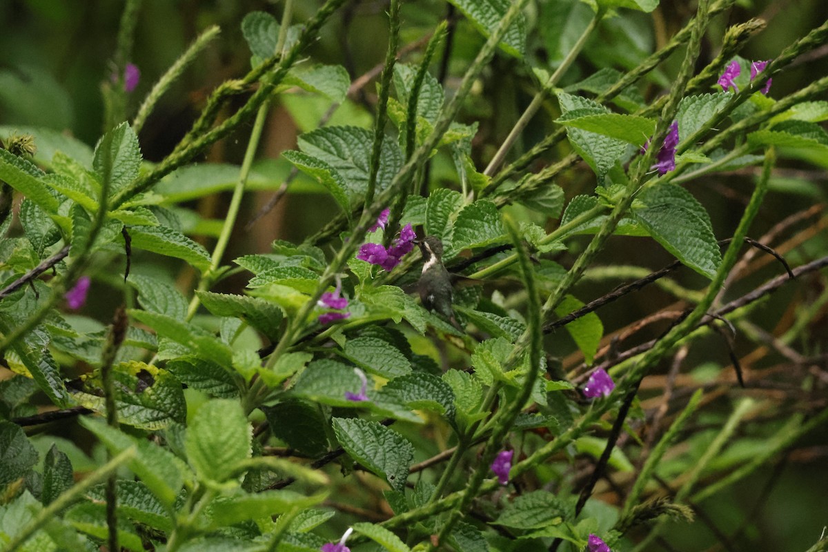 Rufous-crested Coquette - ML643231939