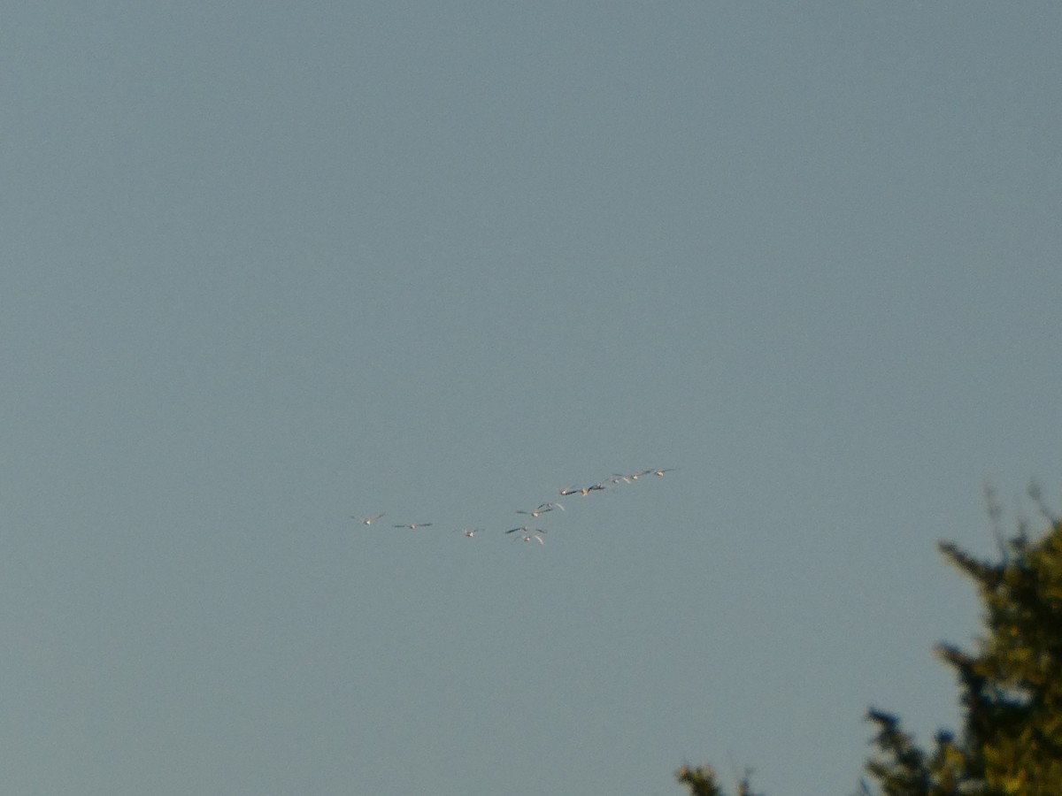 Pélican blanc - ML643231972