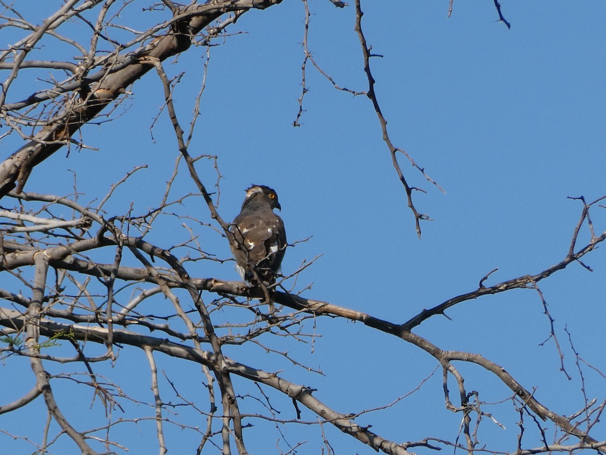 African Cuckoo-Hawk - ML643231980