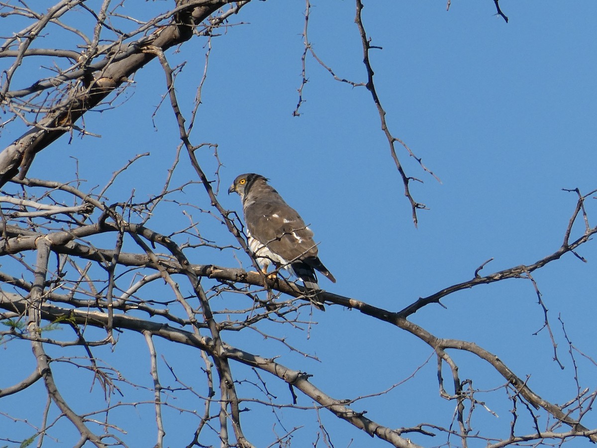 African Cuckoo-Hawk - ML643231981