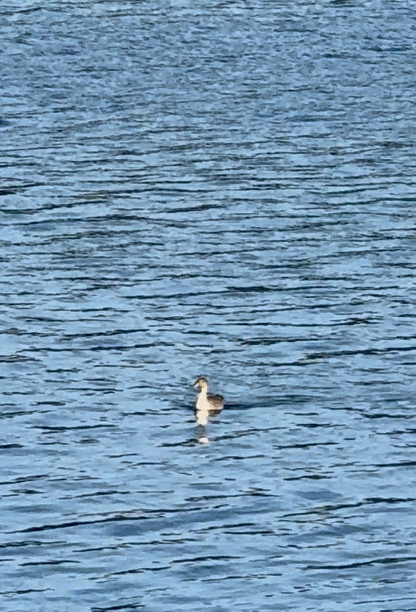 Northern Pintail - ML643232002