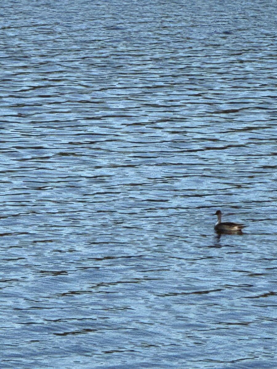 Northern Pintail - ML643232003