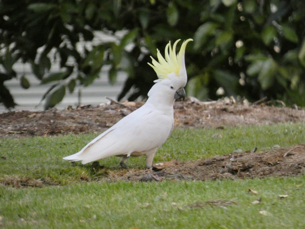 Sulphur-crested Cockatoo - ML643232013