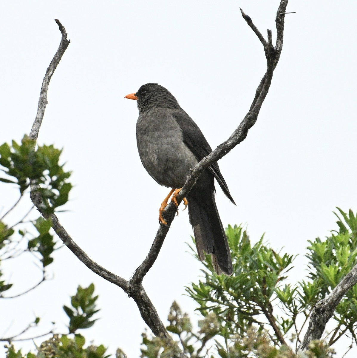 Great Thrush - ML643232060