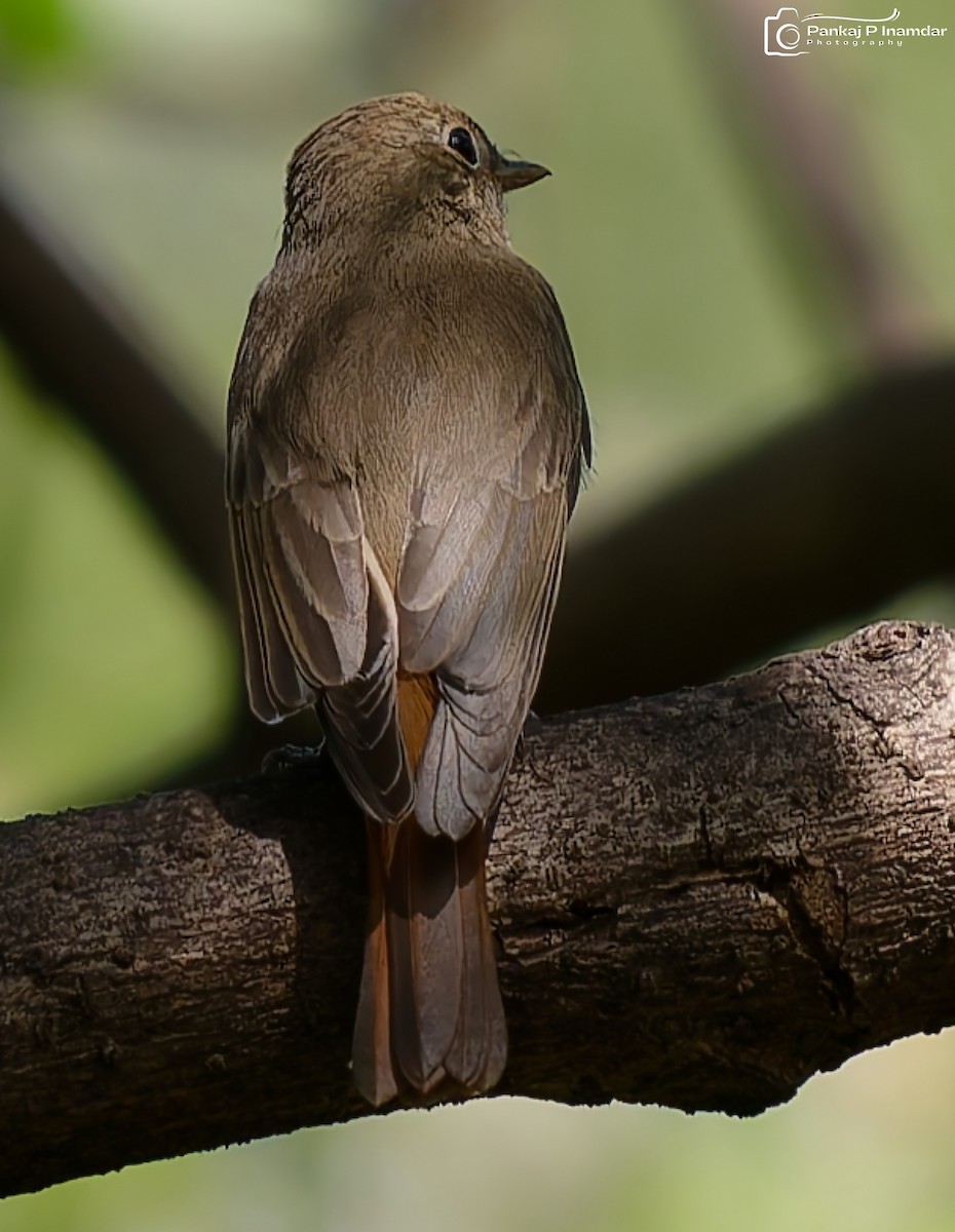 Rusty-tailed Flycatcher - ML643232061
