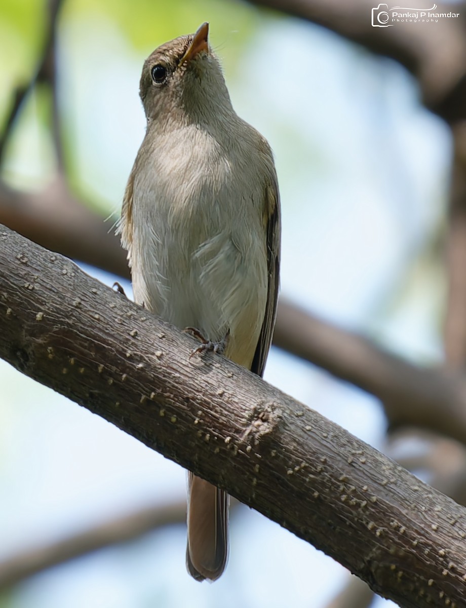 Rusty-tailed Flycatcher - ML643232066