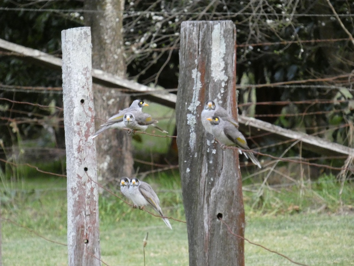 Noisy Miner - ML643232069