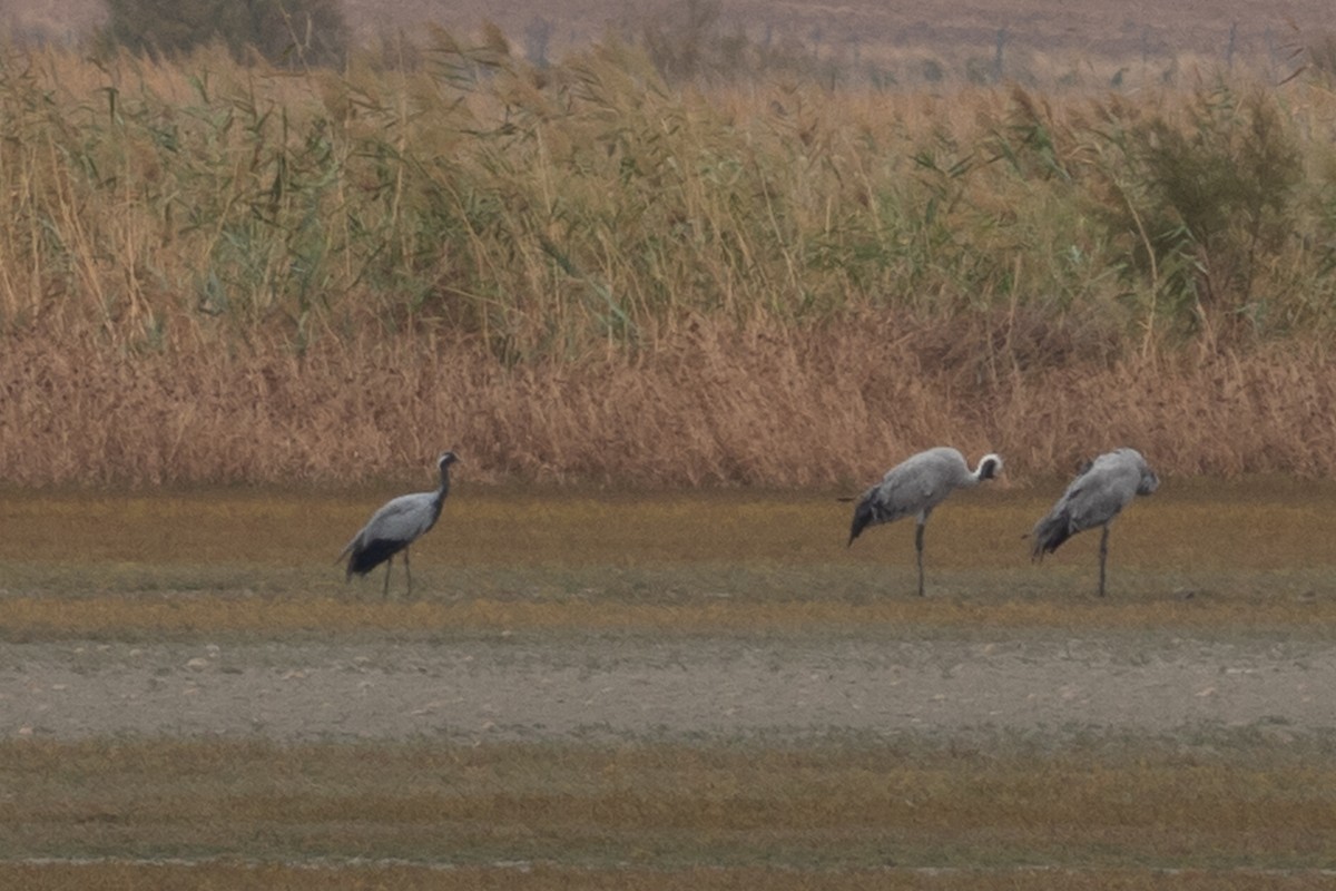 Demoiselle Crane - ML643232070