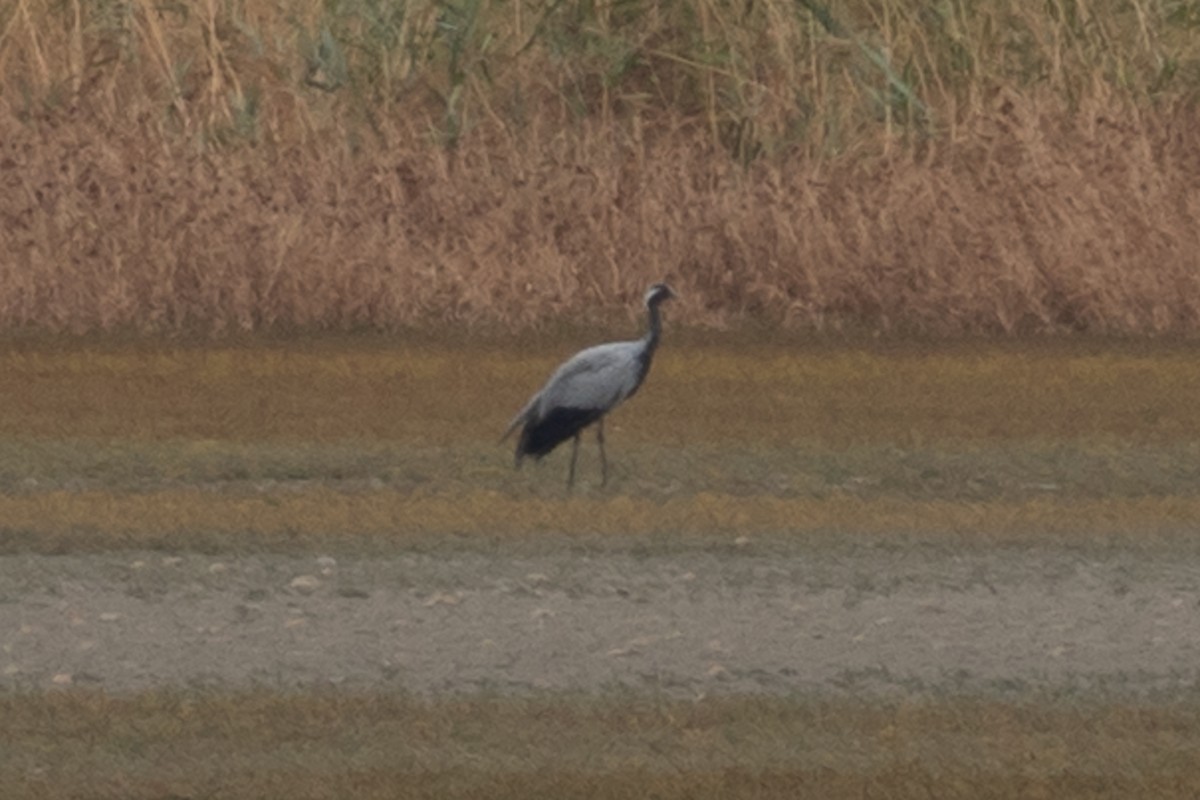 Demoiselle Crane - ML643232071