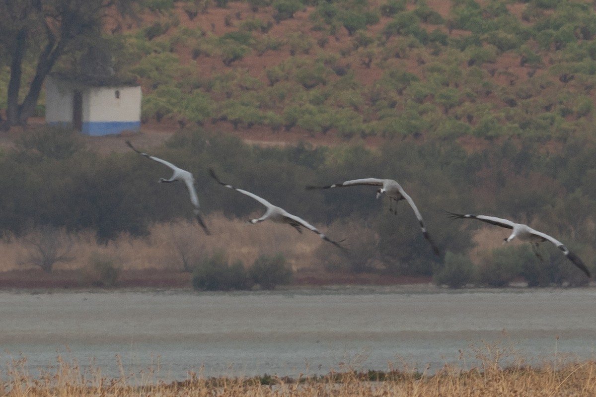 Demoiselle Crane - ML643232073