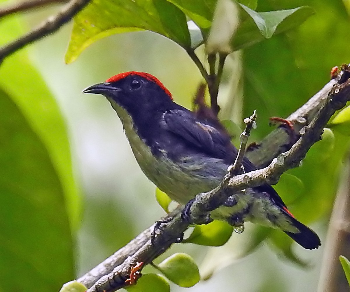Scarlet-backed Flowerpecker - ML643232075