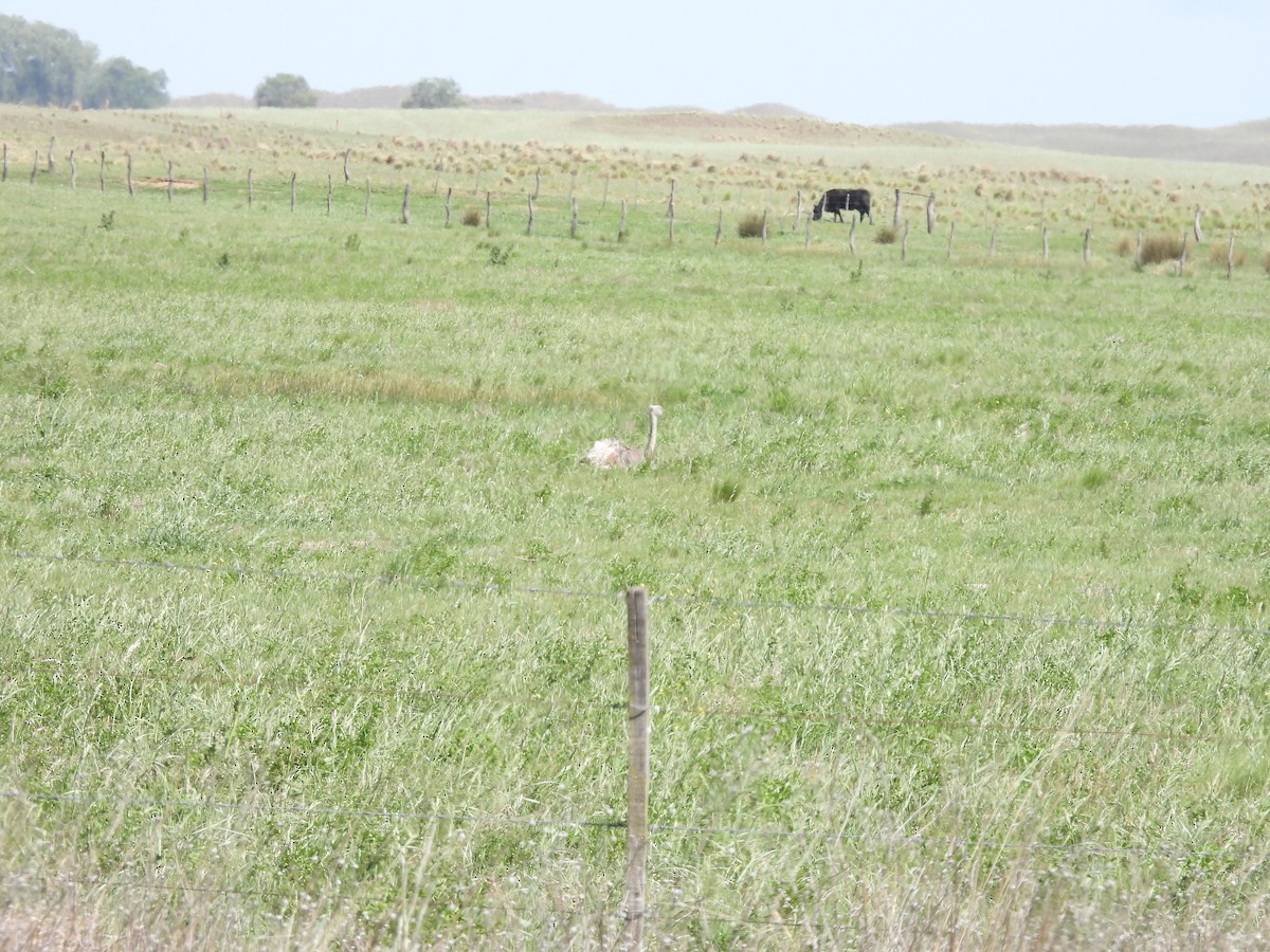 Greater Rhea - ML643232080