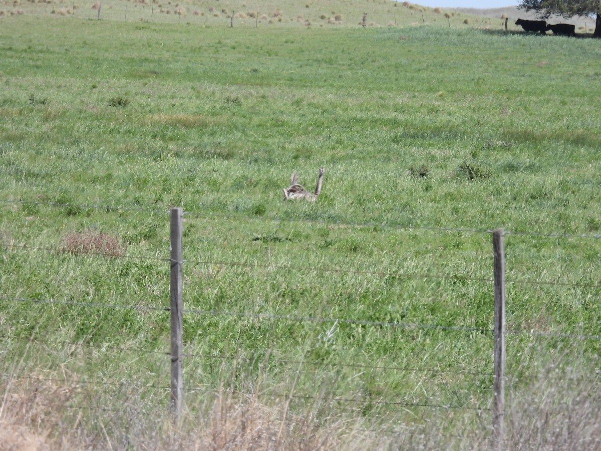 Greater Rhea - ML643232081