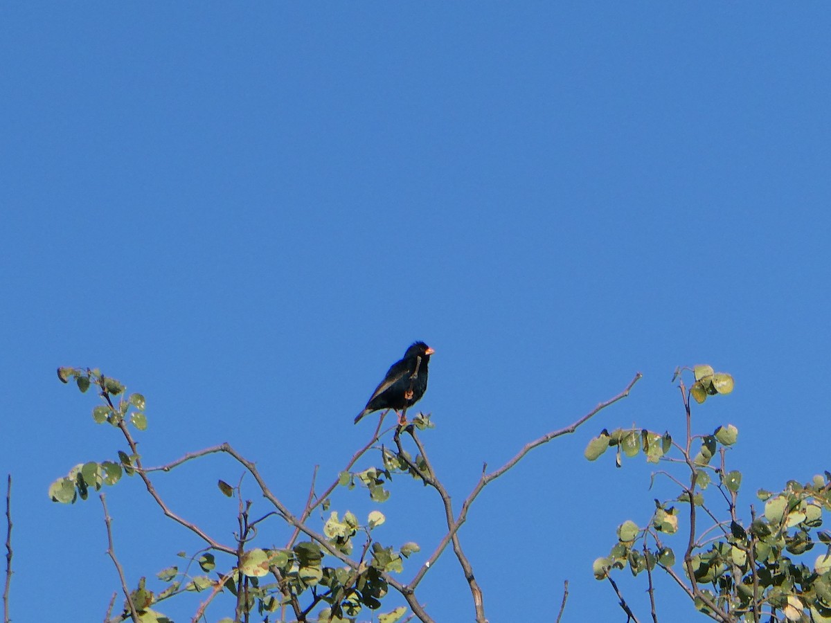 Village Indigobird - ML643232087