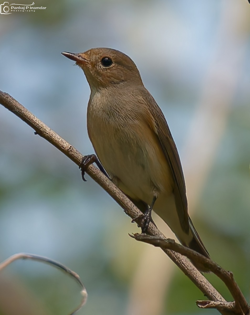 Red-breasted Flycatcher - ML643232088
