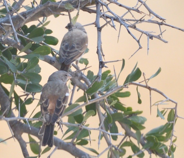 Southern Gray-headed Sparrow - ML643232097