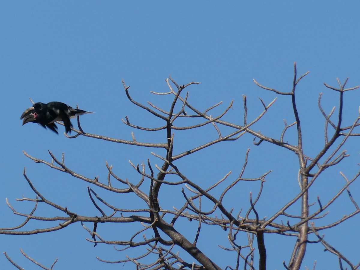Trumpeter Hornbill - ML643232100