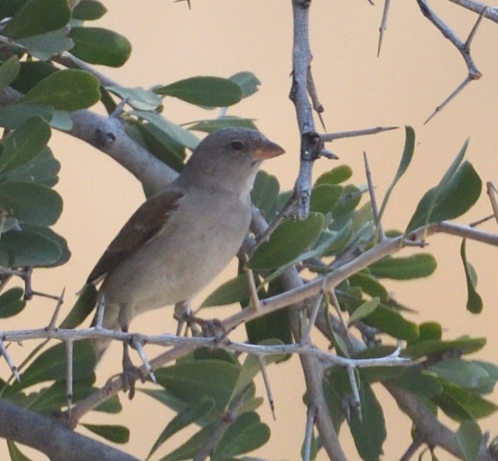 Southern Gray-headed Sparrow - ML643232101