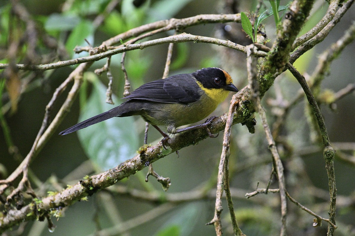 Pale-naped Brushfinch - ML643232102