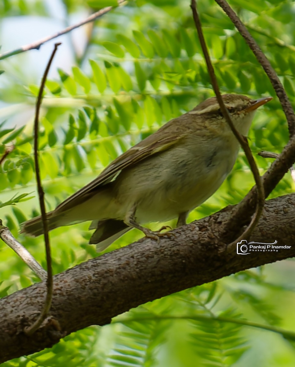 Greenish Warbler - ML643232104