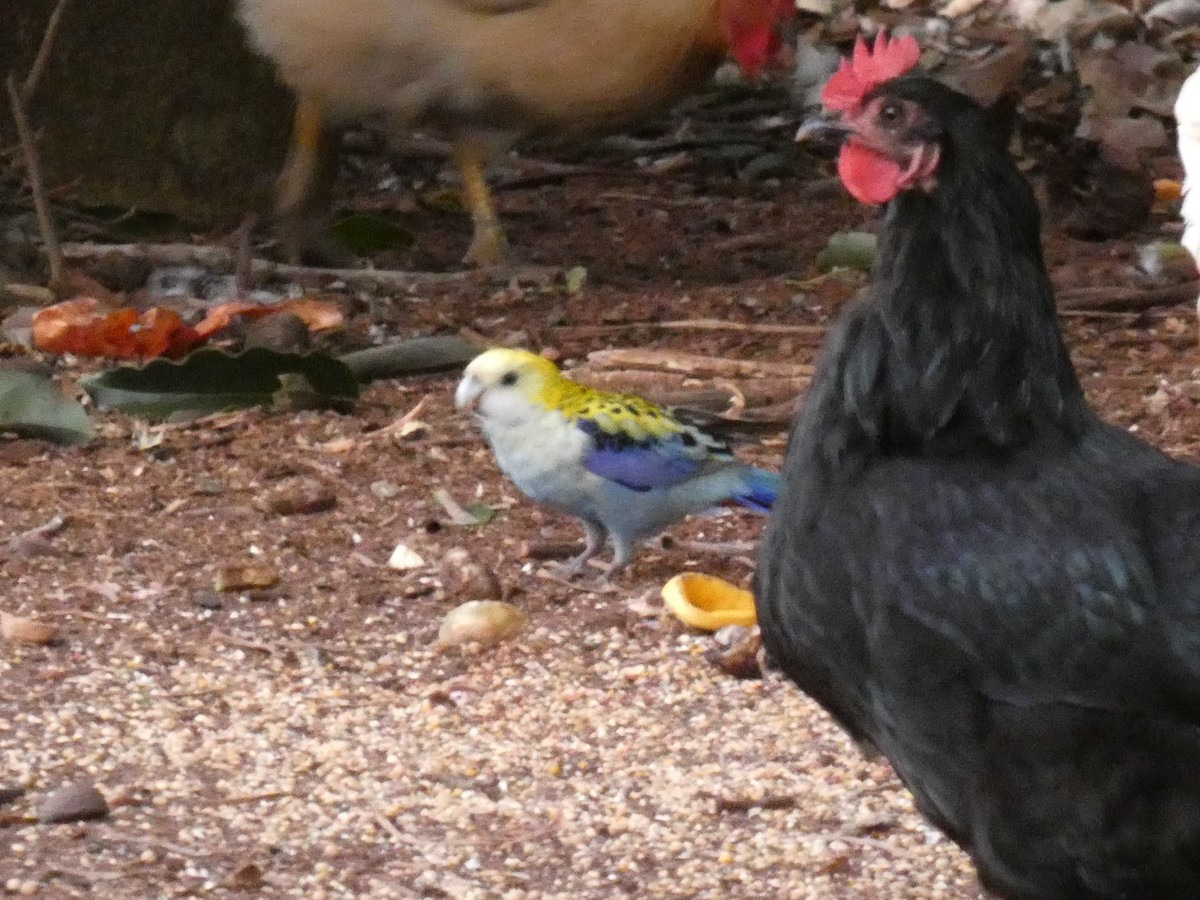 Pale-headed Rosella - ML643232111