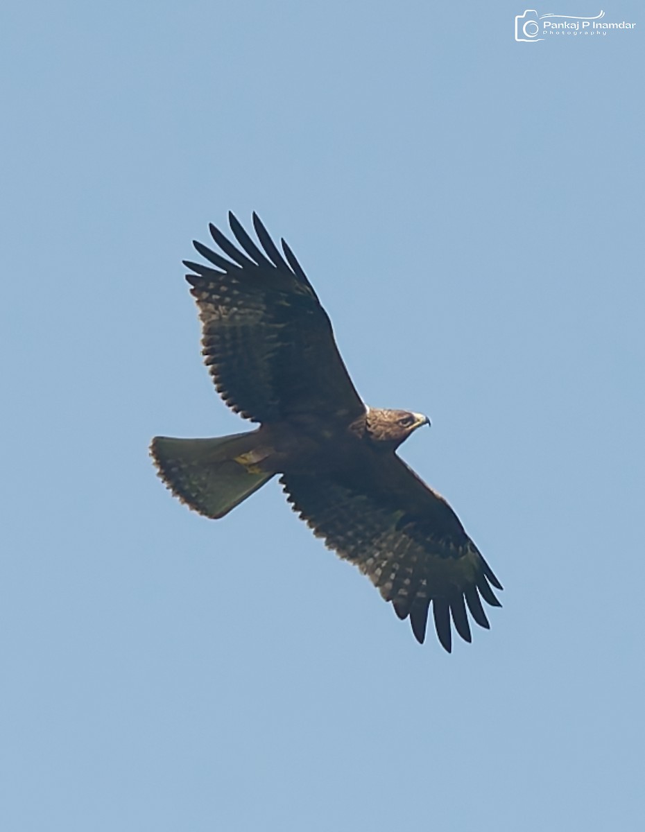 Booted Eagle - ML643232137