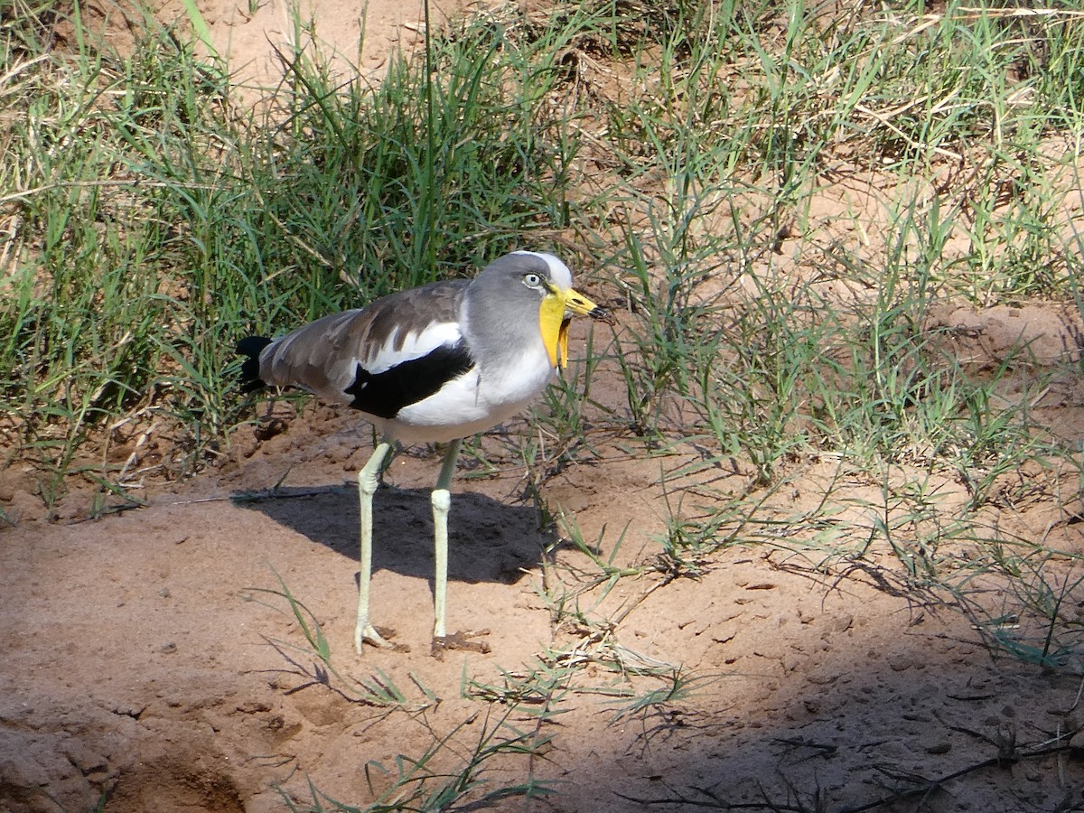 Vanneau à tête blanche - ML643232141