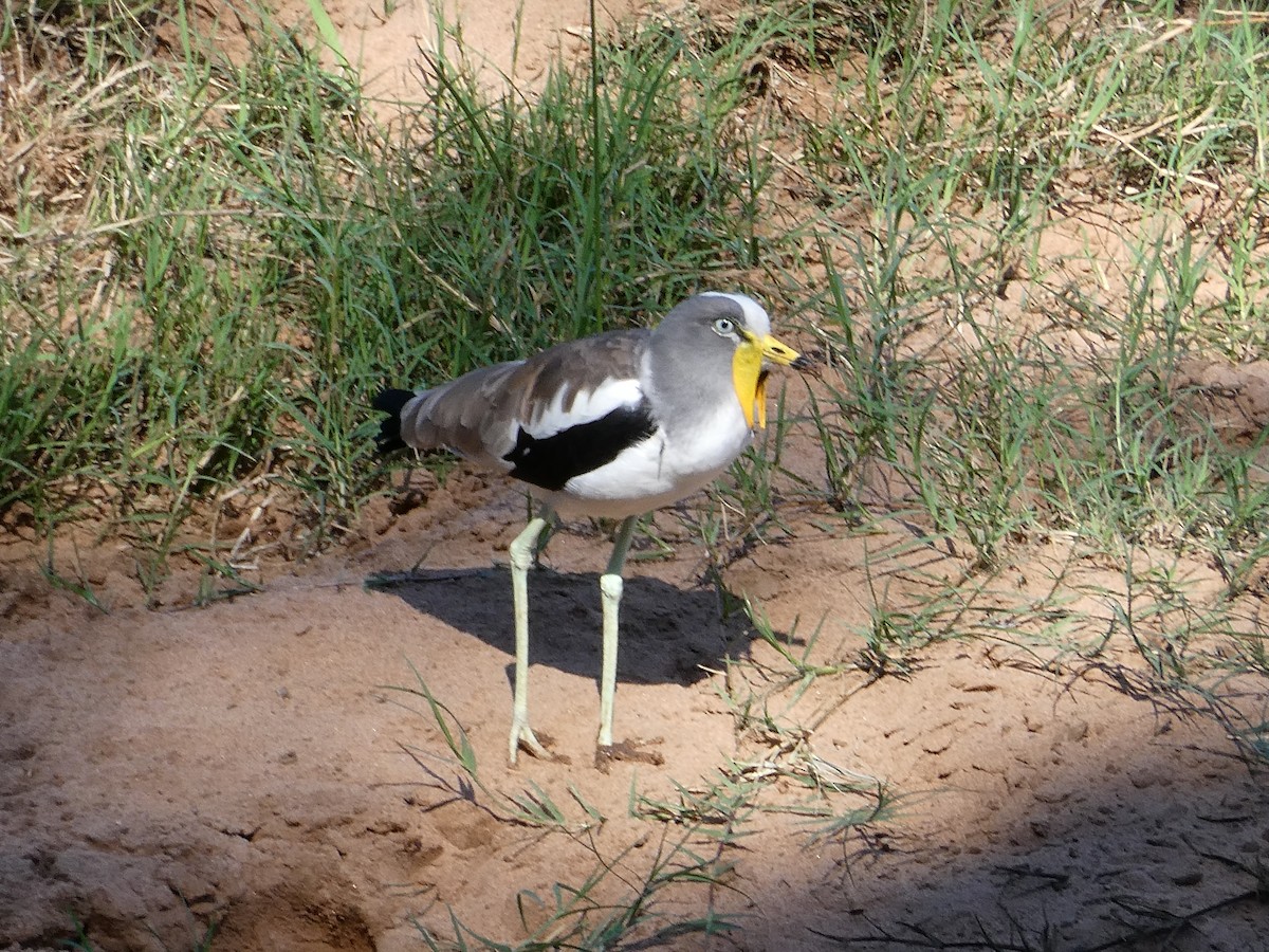 Vanneau à tête blanche - ML643232142