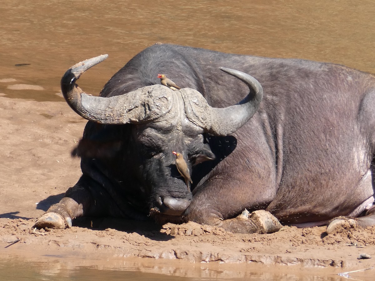 Piqueboeuf à bec rouge - ML643232155