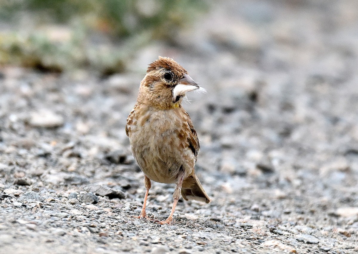 Rock Sparrow - ML643232166