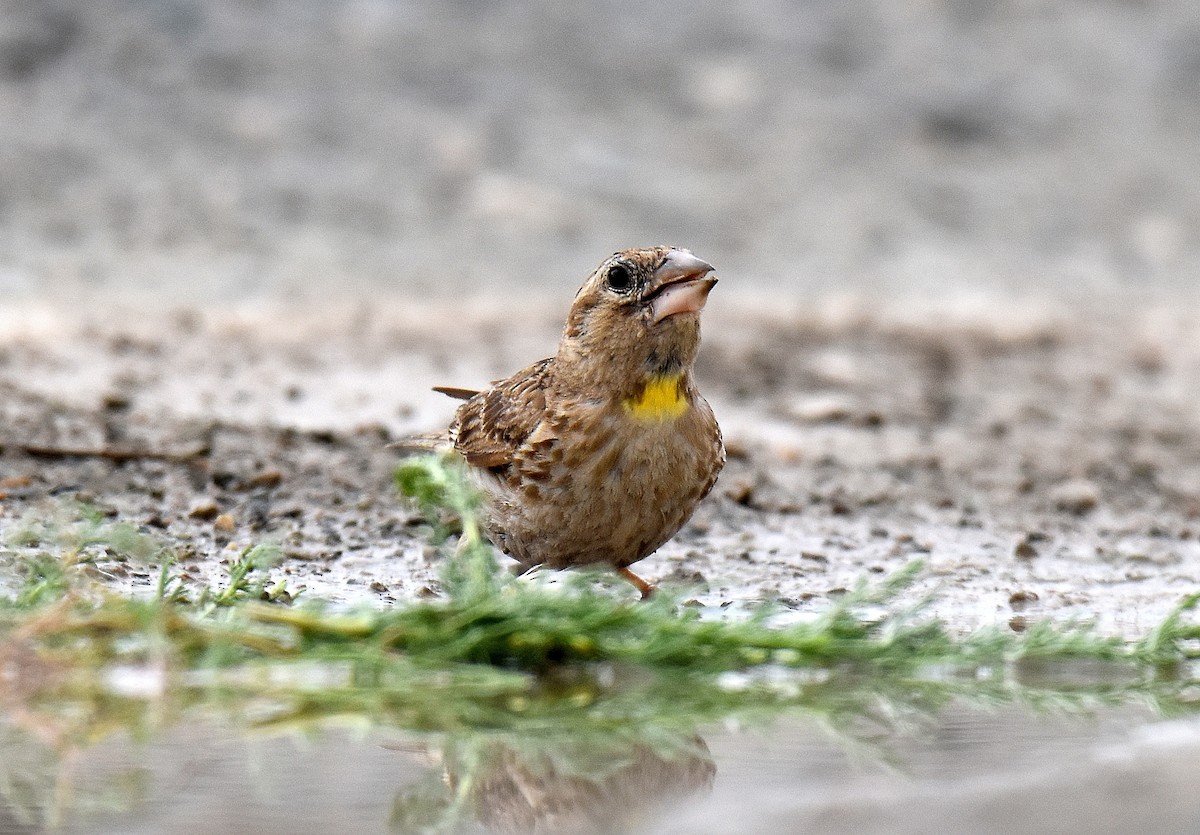 Rock Sparrow - ML643232168