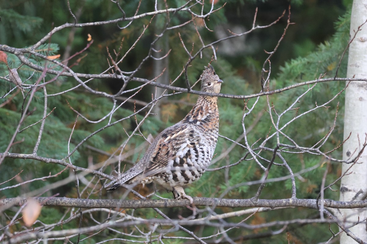 Ruffed Grouse - ML643232172