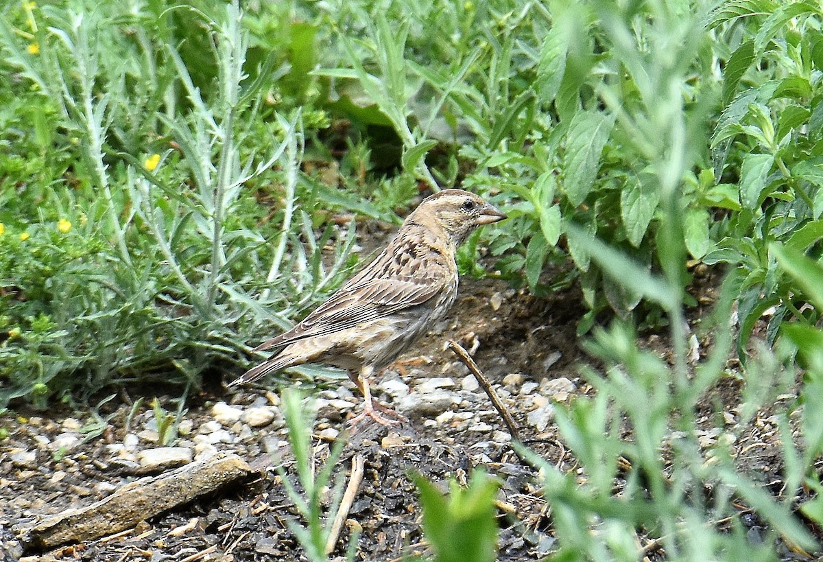 Rock Sparrow - ML643232173