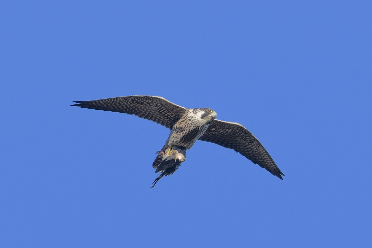 Halcón Peregrino - ML643232175