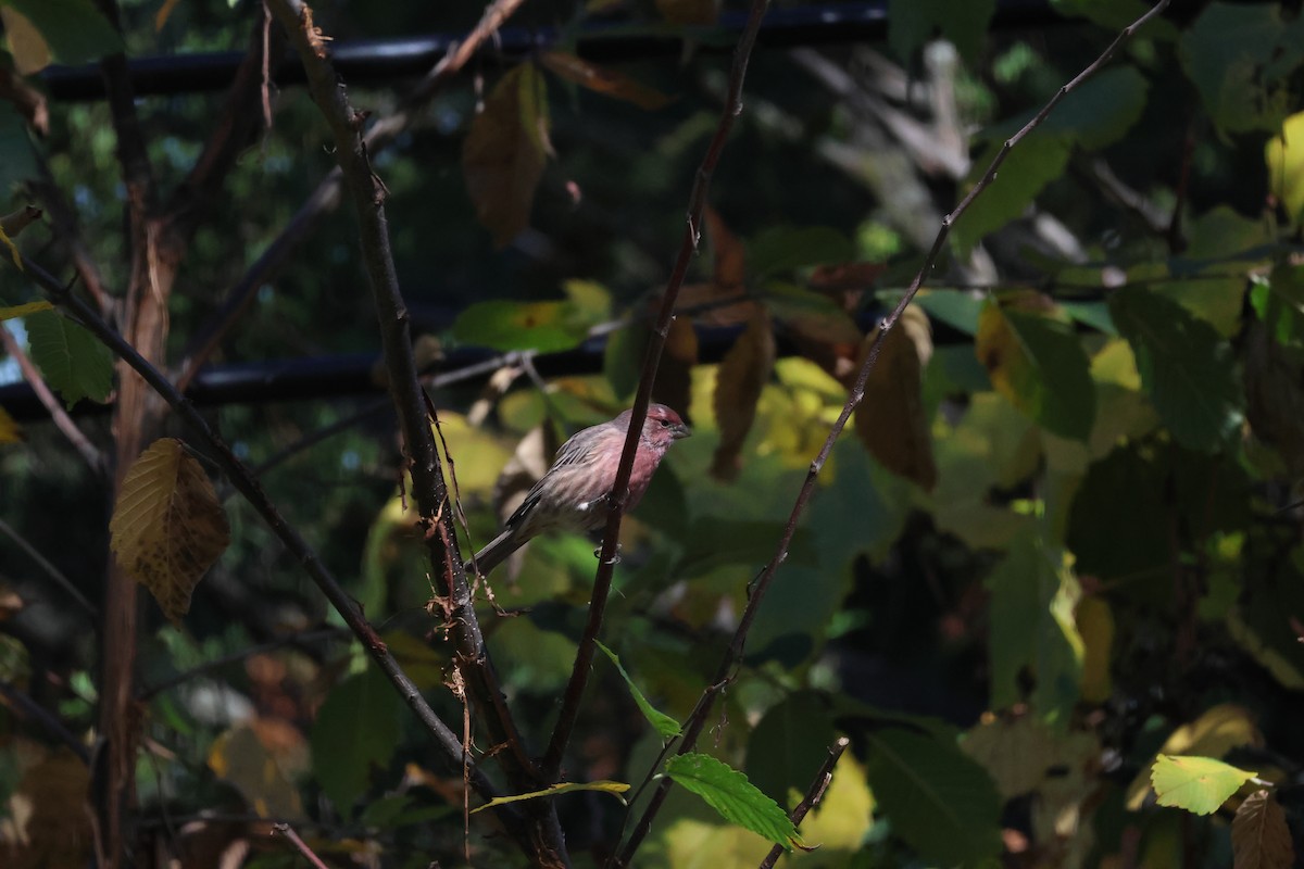 House Finch - ML643232182