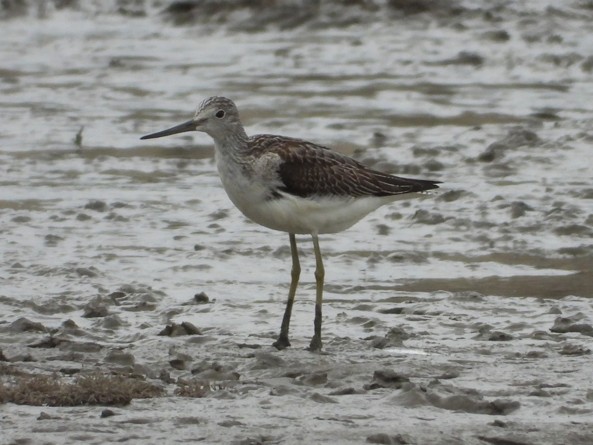 Common Greenshank - ML643232192