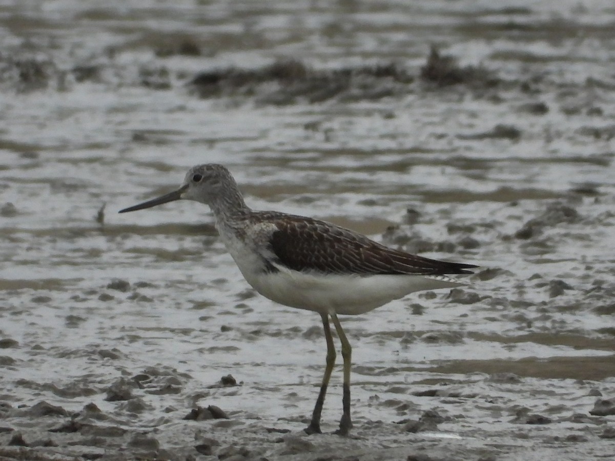 Common Greenshank - ML643232193